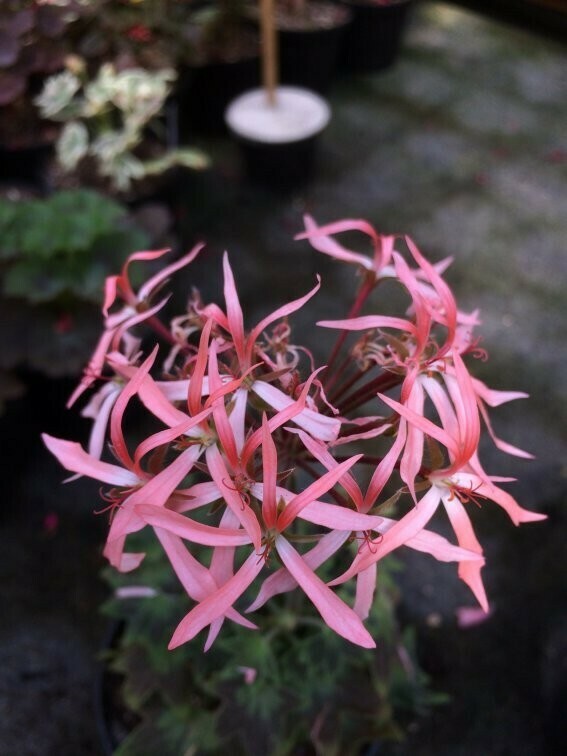 Pelargonium stellar miniatur Bird Dancer