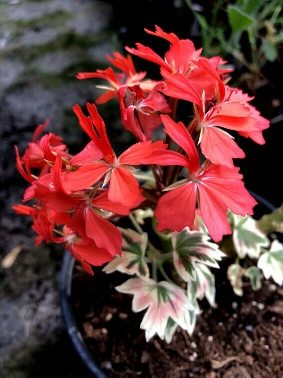 Pelargonium stellar miniatur Bob Newing