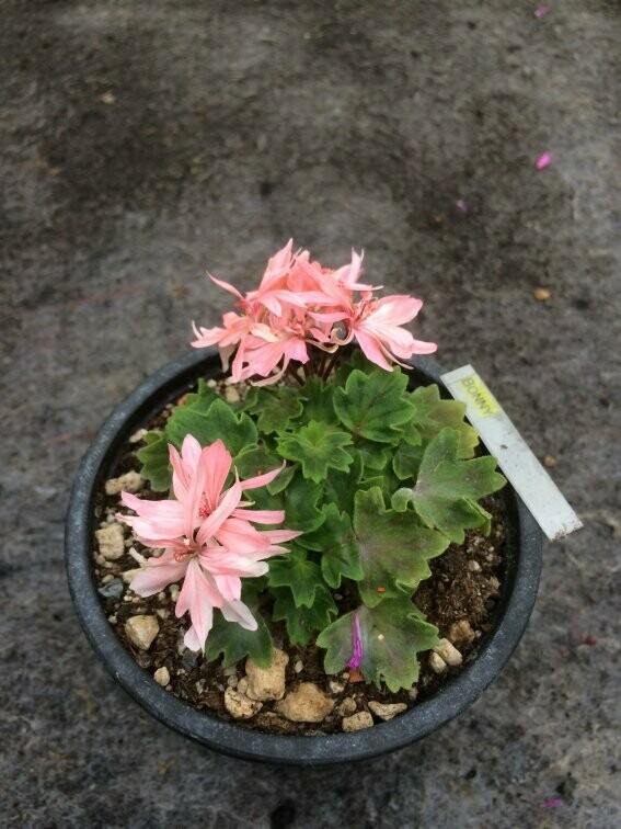Pelargonium stellar miniatur Bonny
