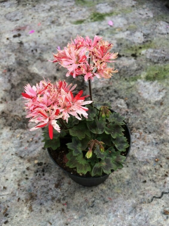 Pelargonium stellar miniatur Clatterford