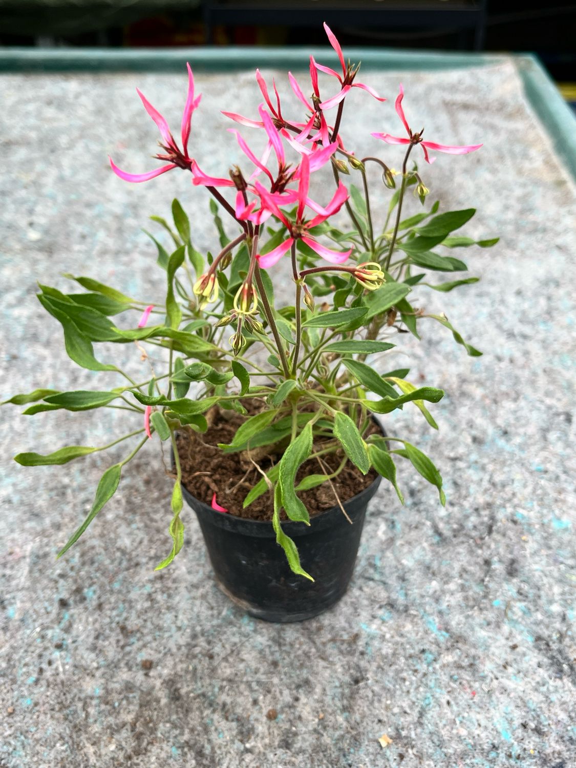 Pelargonium stellar miniatur Elnaryds Twister Sister