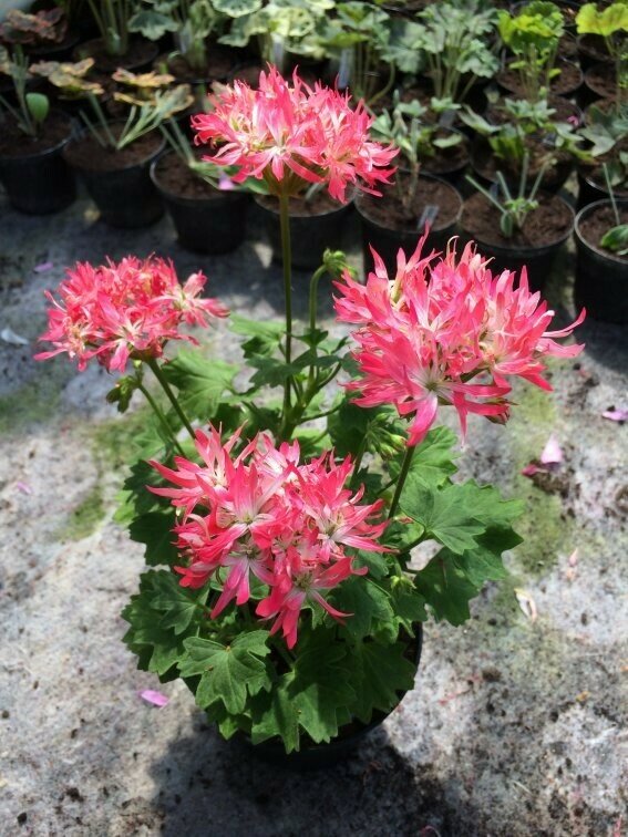 Pelargonium stellar miniatur Flecks