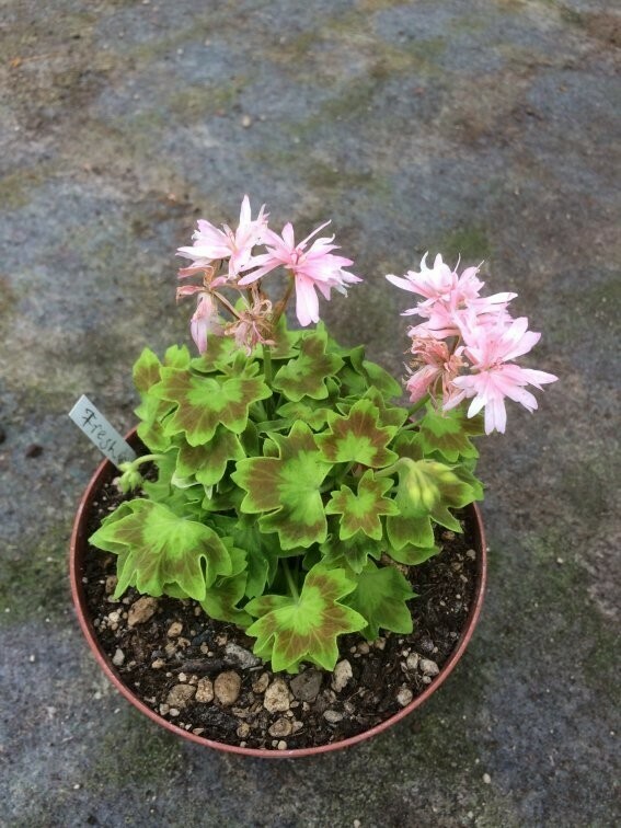 Pelargonium stellar miniatur Freshwater