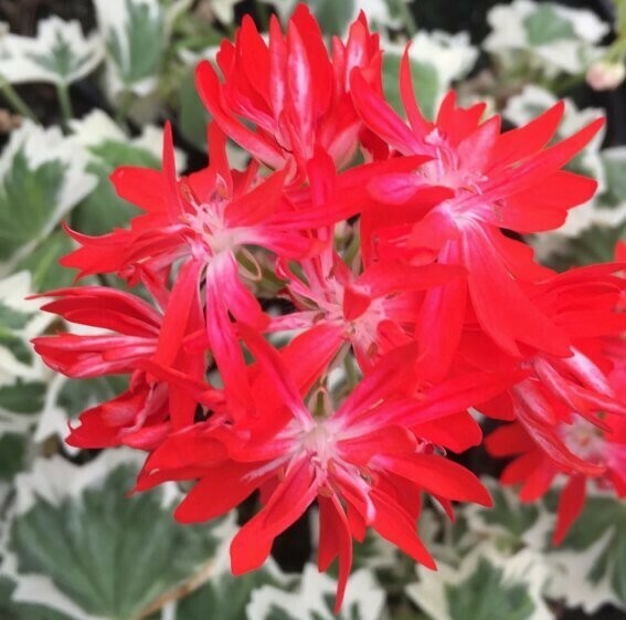 Pelargonium stellar miniatur Glittering Red