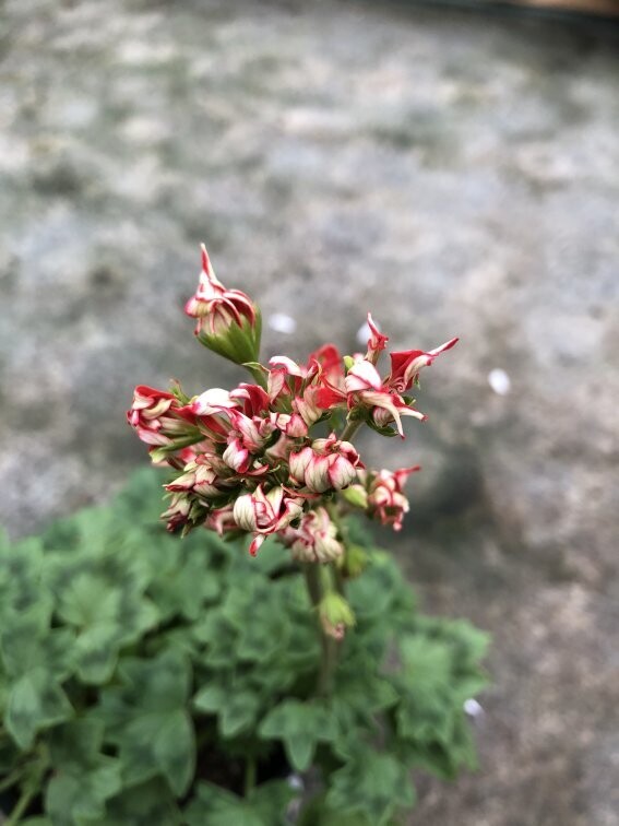 Pelargonium stellar miniatur Hedersrums Sirius