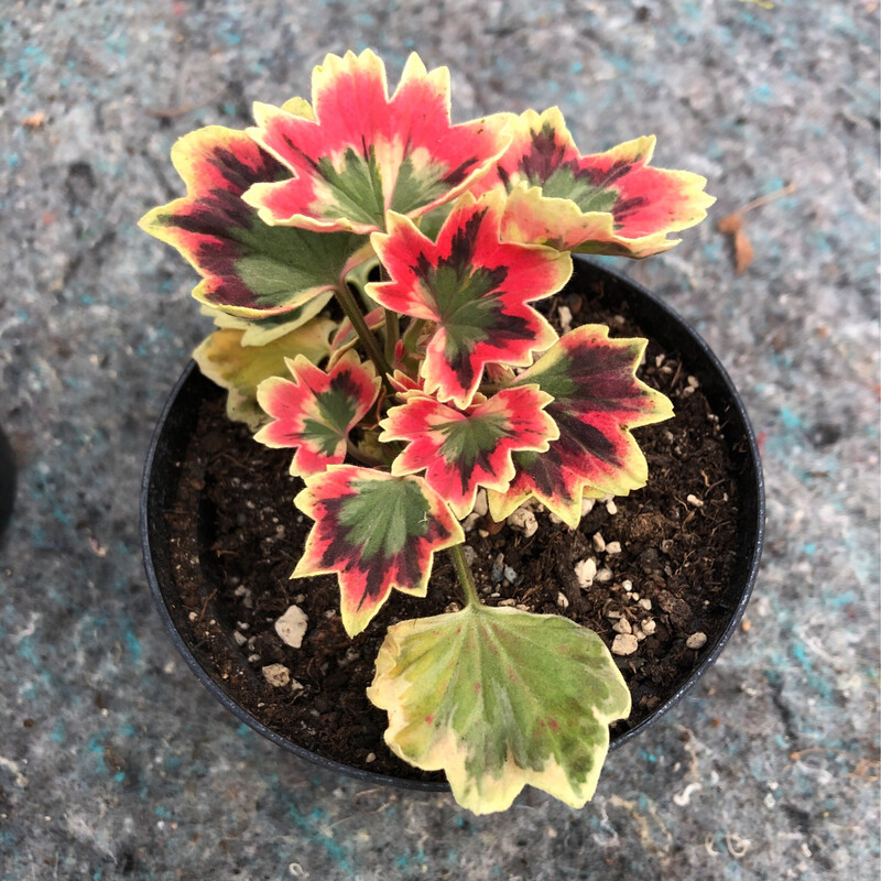 Pelargonium stellar miniatur Jill Brown