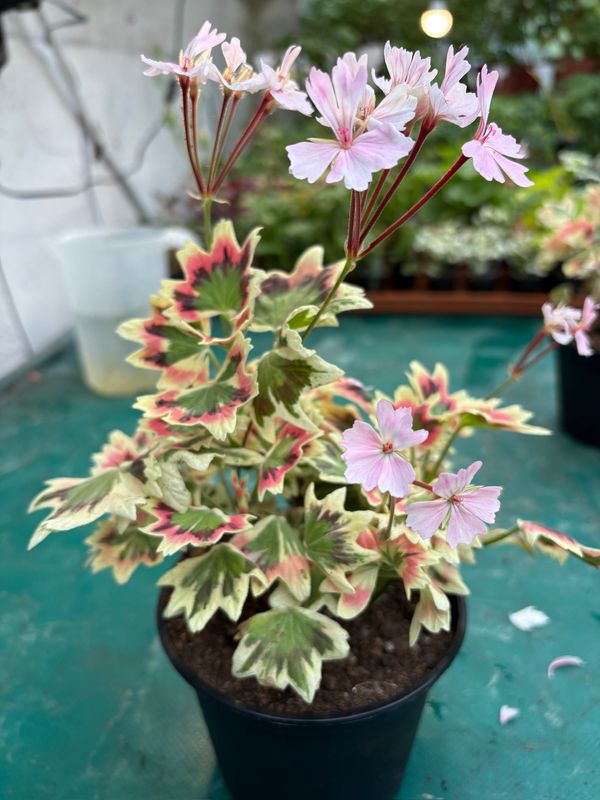 Pelargonium stellar miniatur Jill Brown