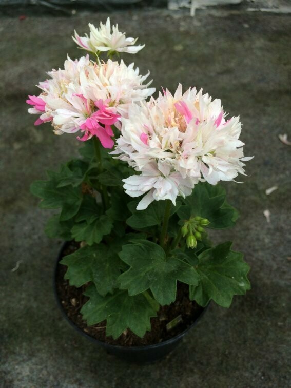 Pelargonium stellar miniatur Little Glitter