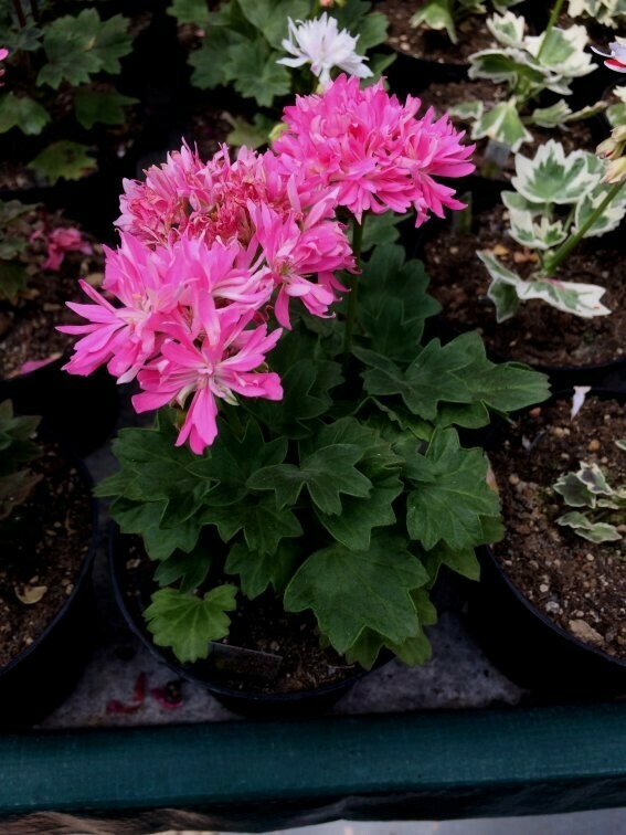 Pelargonium stellar miniatur Para's Little Goblin