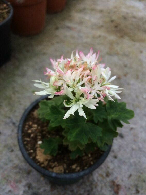 Pelargonium stellar miniatur Little Spikey