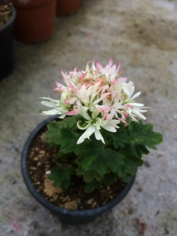 Pelargonium stellar miniatur Little Spikey
