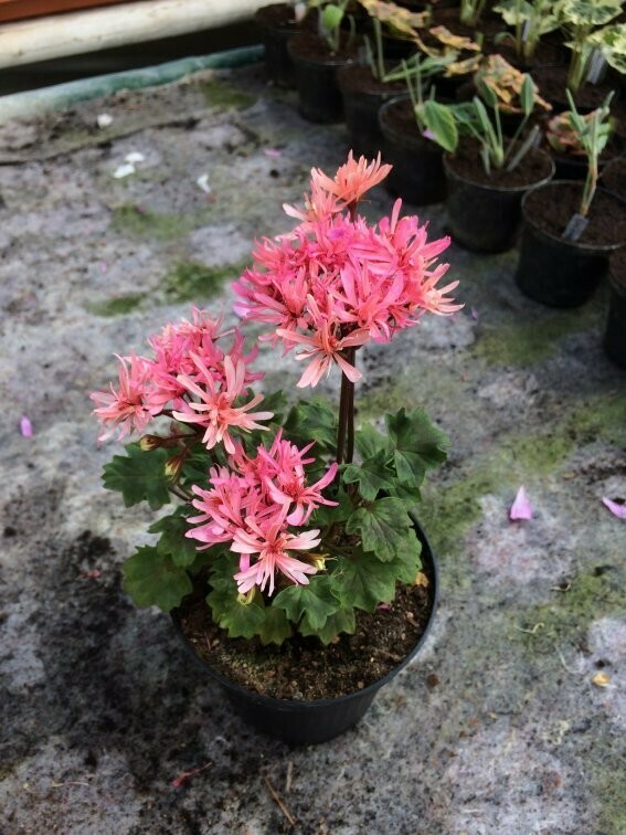 Pelargonium stellar miniatur Pink Needles
