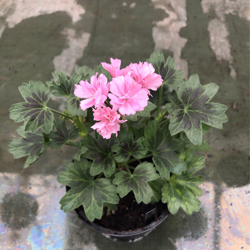 Pelargonium stellar miniatur Rushmoor Bondi Blue