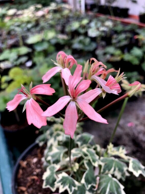 Pelargonium stellar miniatur Silver Dawn