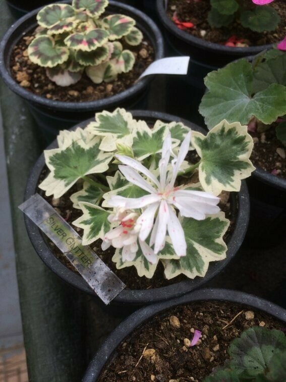 Pelargonium stellar miniatur Silver Glitter
