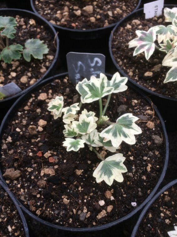 Pelargonium stellar miniatur Silver Snow