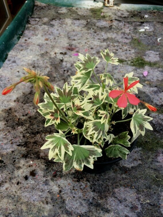Pelargonium stellar miniatur Stan Rawlings