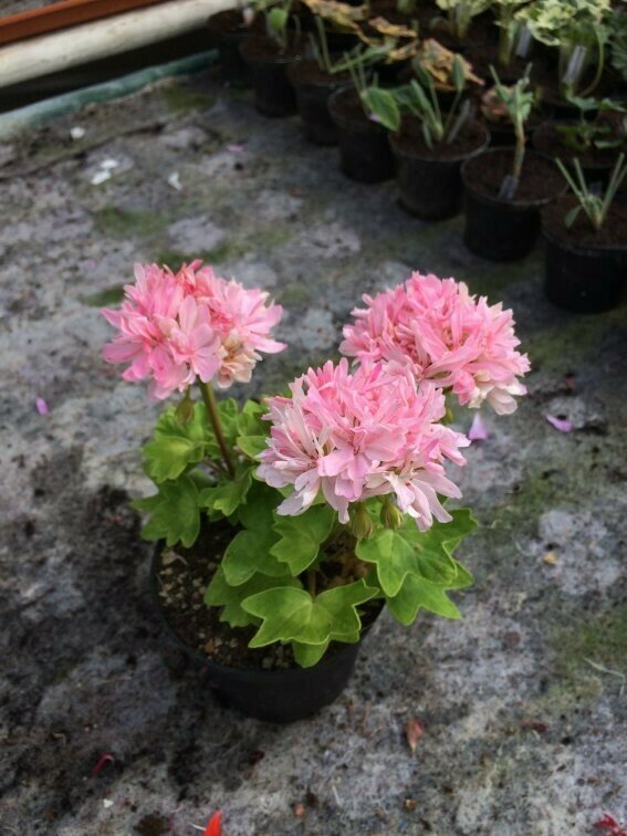Pelargonium stellar miniatur Vectis Sparkler