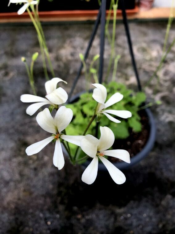 Pelargonium stipulaceum