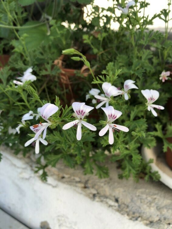 Pelargonium ternatum