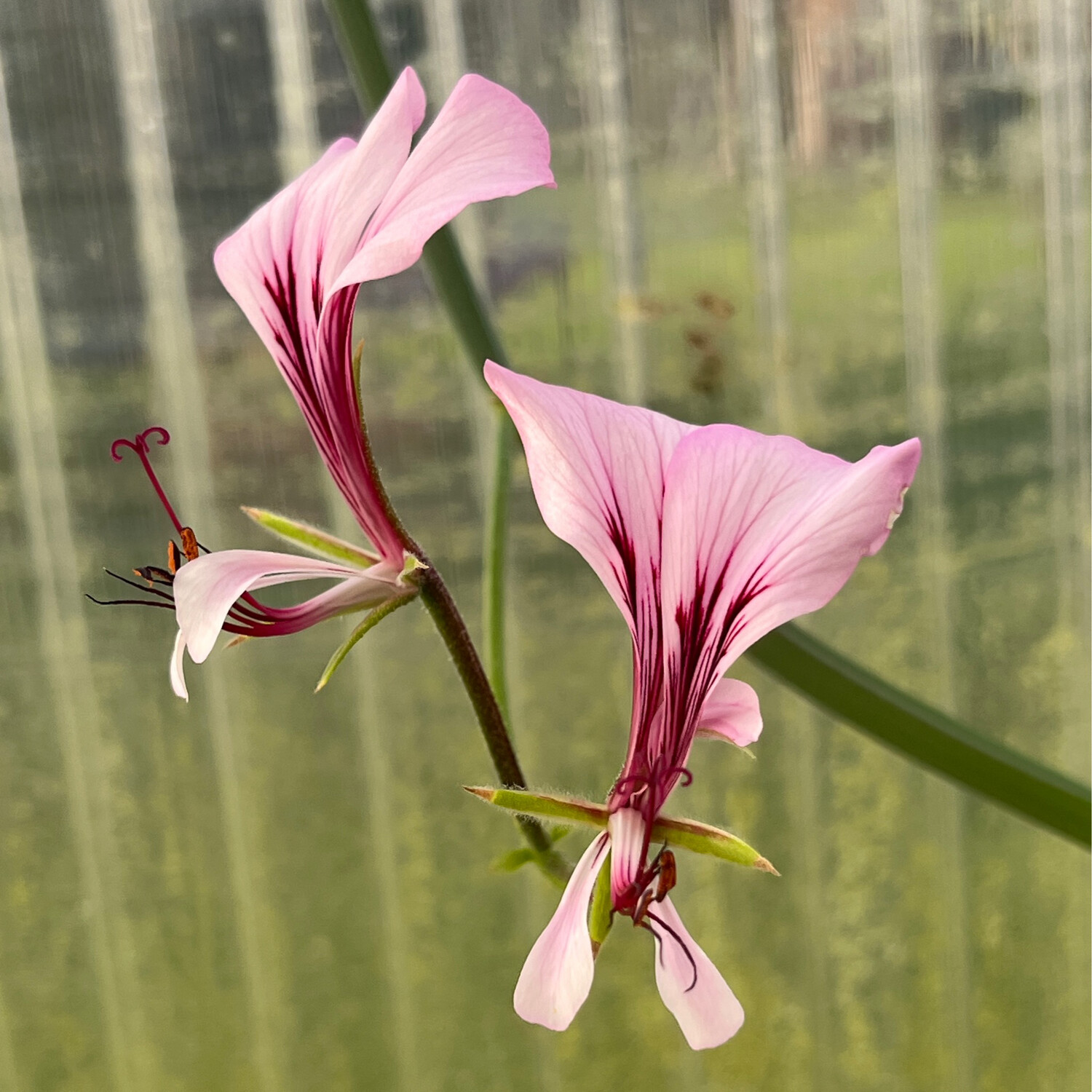 Pelargonium tetragonum