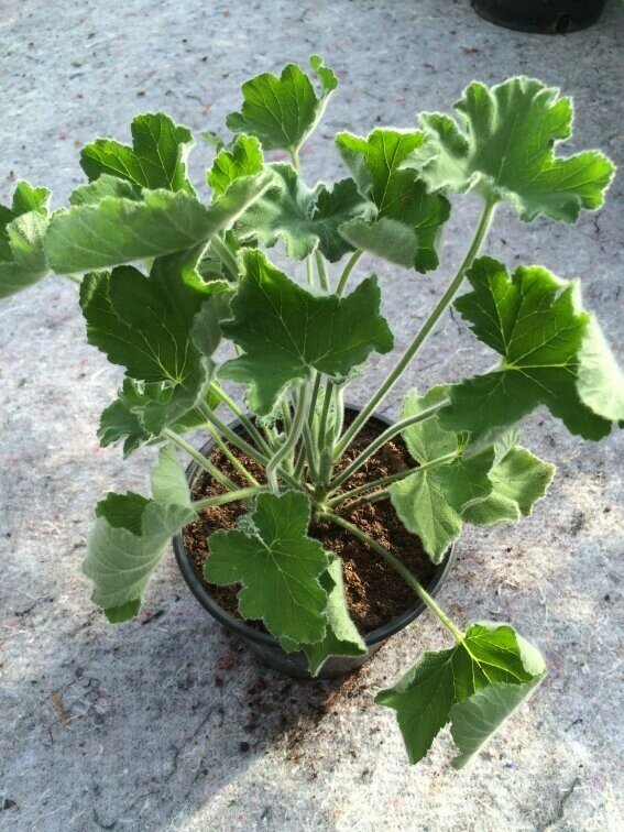 Pelargonium tomentosum