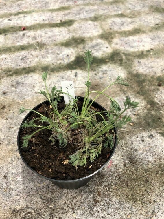 Pelargonium torulosum