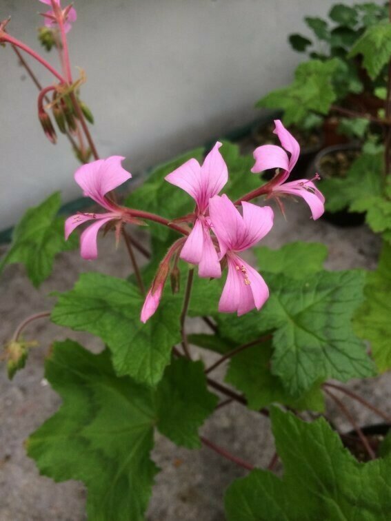 Pelargonium transvaalense