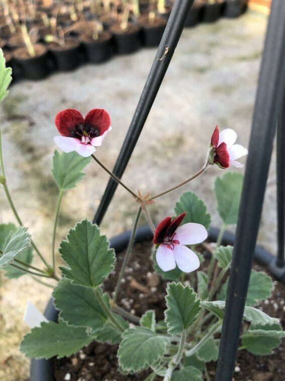 Pelargonium tricolor