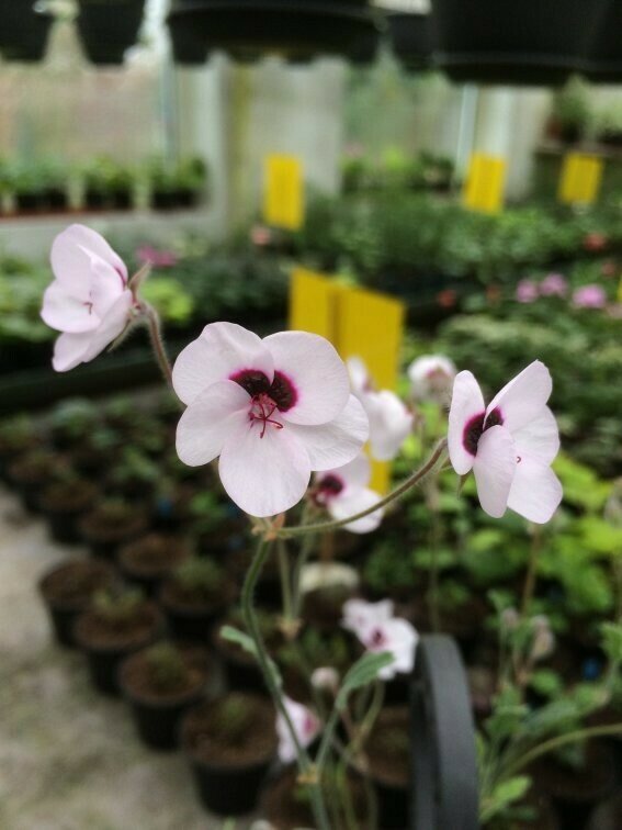 Pelargonium tricolor 'Album'