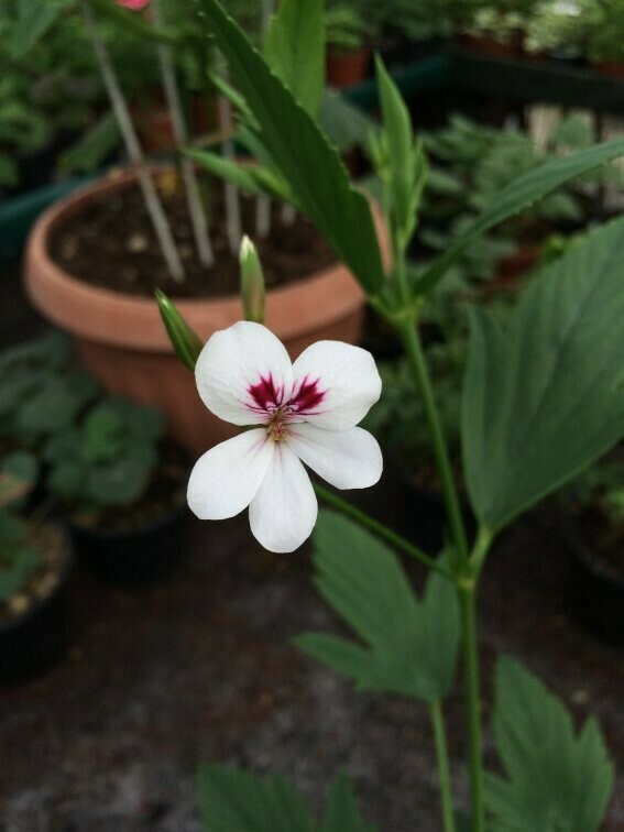 Pelargonium 'Tricuspitatum'