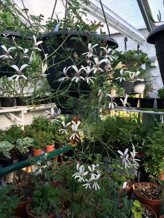 Pelargonium trifidum