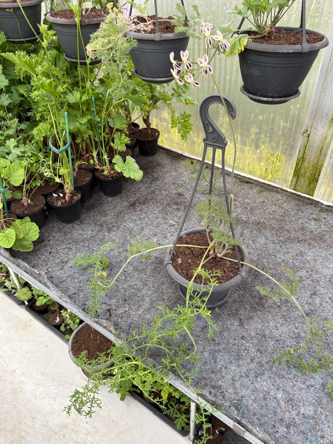 Pelargonium triste Parsley