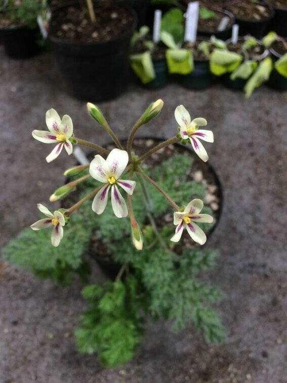 Pelargonium triste Welcome Kamiesberge