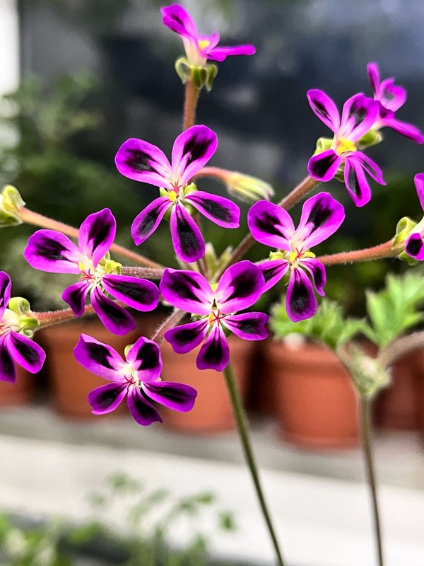 Pelargonium Tristesse Mystique