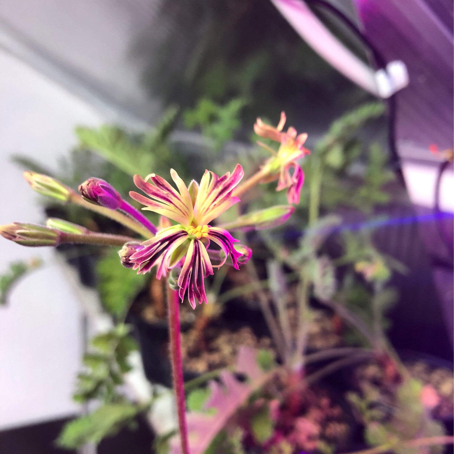 Pelargonium Tristesse Schizoid