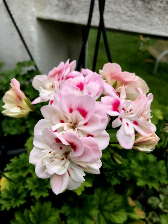Pelargonium Unicorn Zonartic Bride