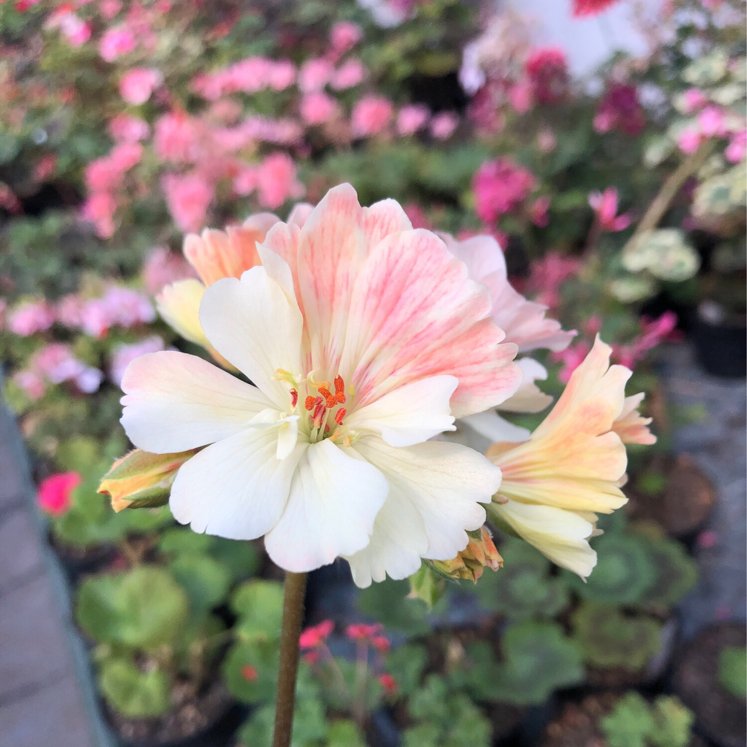 Pelargonium Unicorn Zonartic Hot Butter