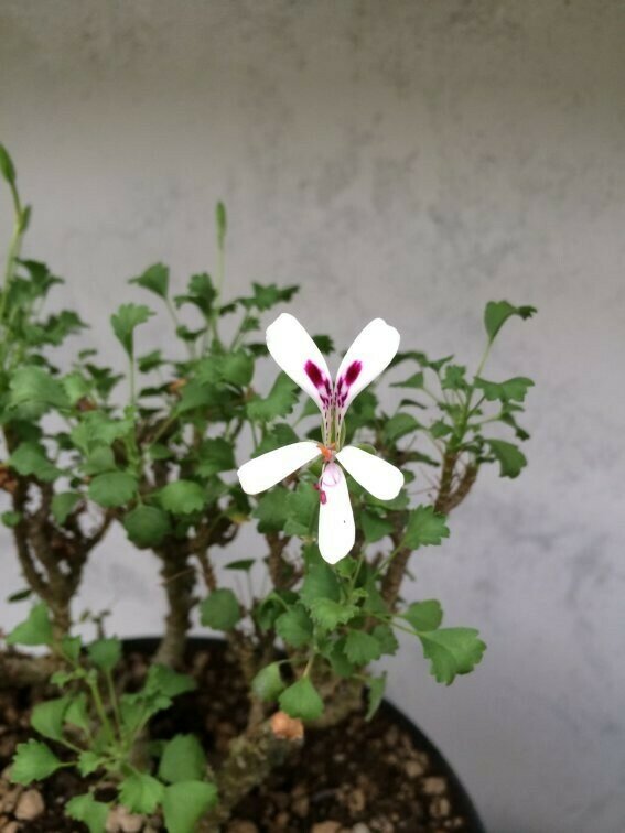 Pelargonium xerophyton