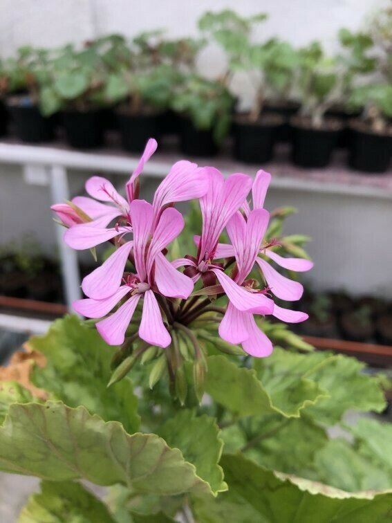 Pelargonium zonale