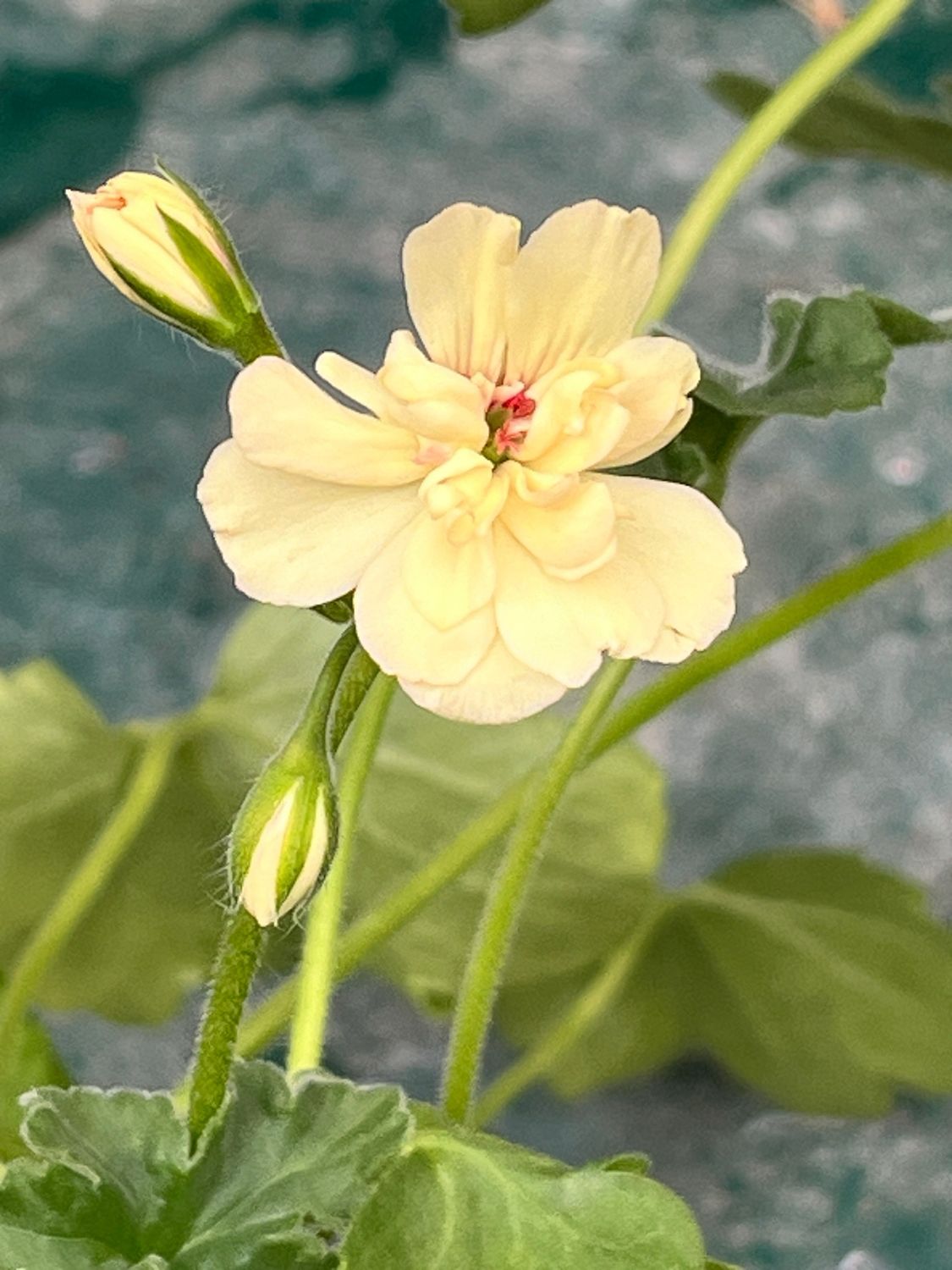 Pelargonium zonale Yellow