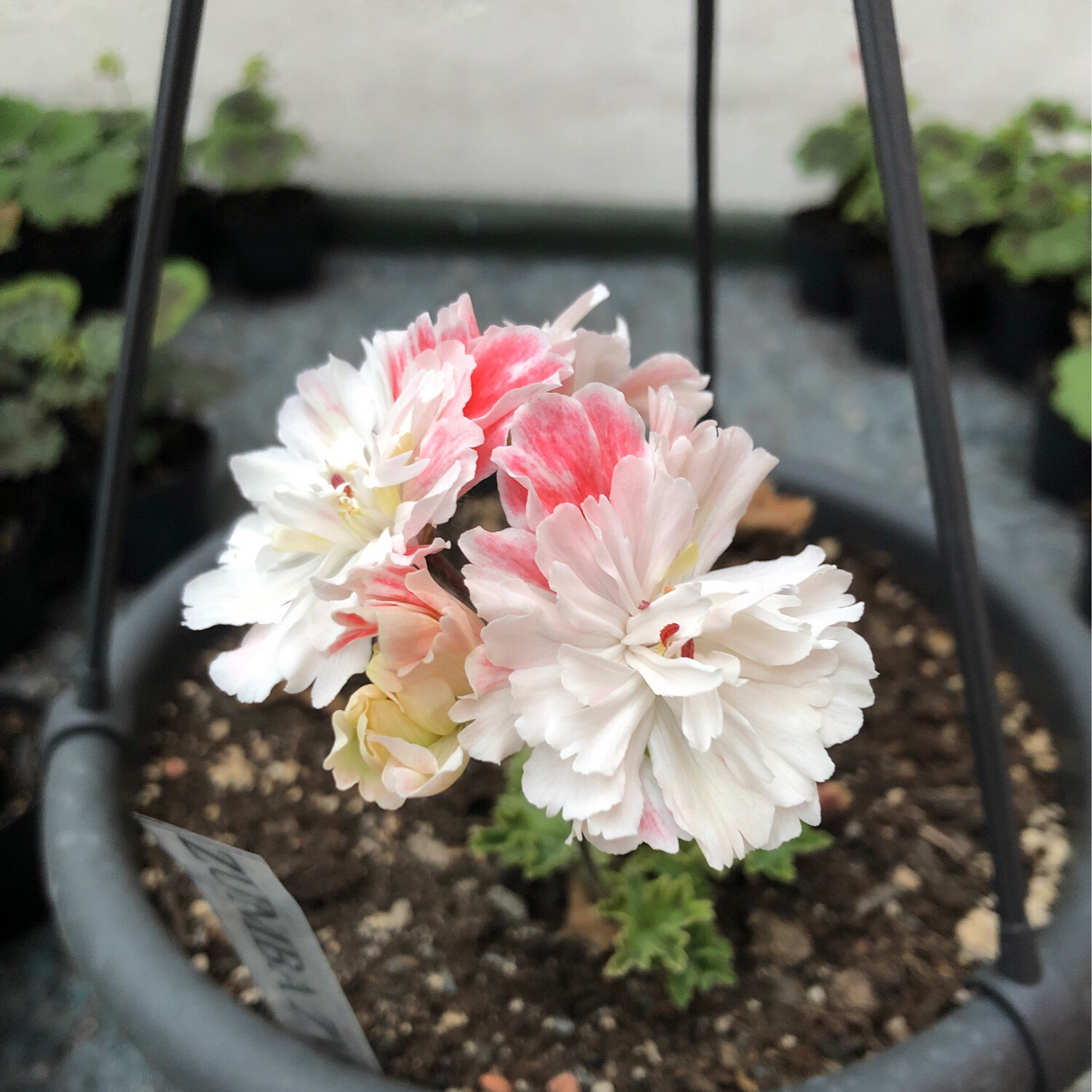 Pelargonium Zonartic Bittans Zumba Zvinto