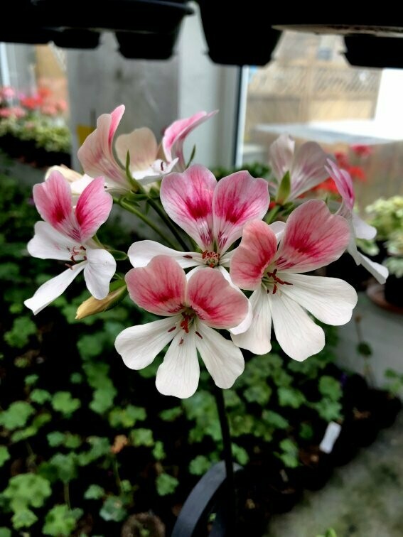 Pelargonium zonartic Para's Hot Amazon