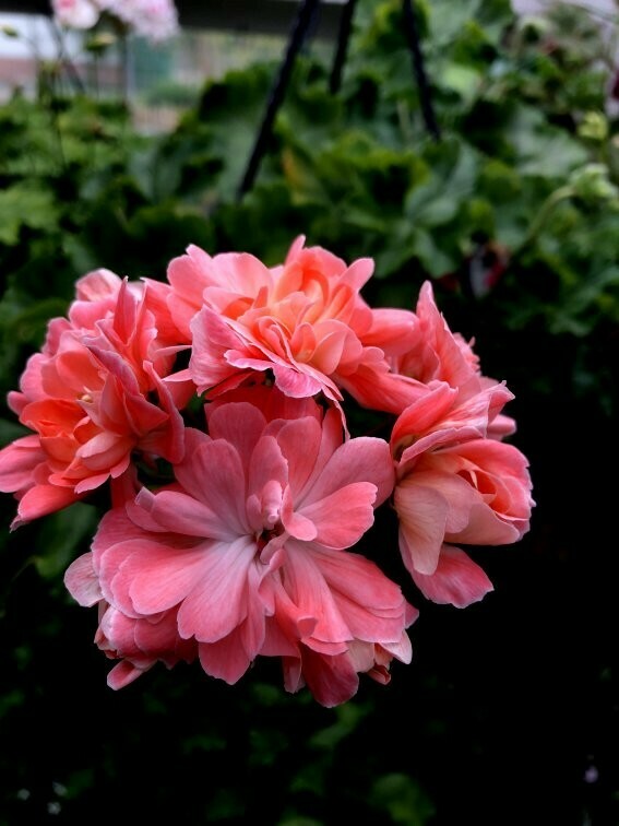 Pelargonium zonartic Lara Mandarin