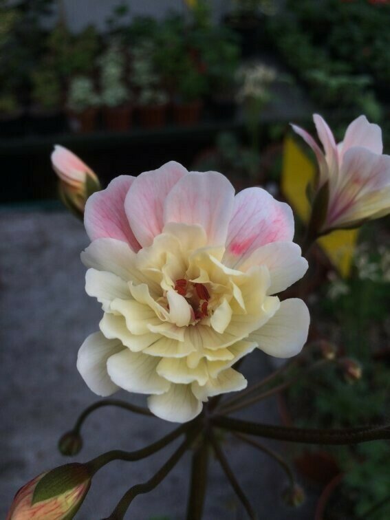 Pelargonium zonartic Lara Marjorie