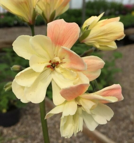 Pelargonium zonartic Rushmoor Main