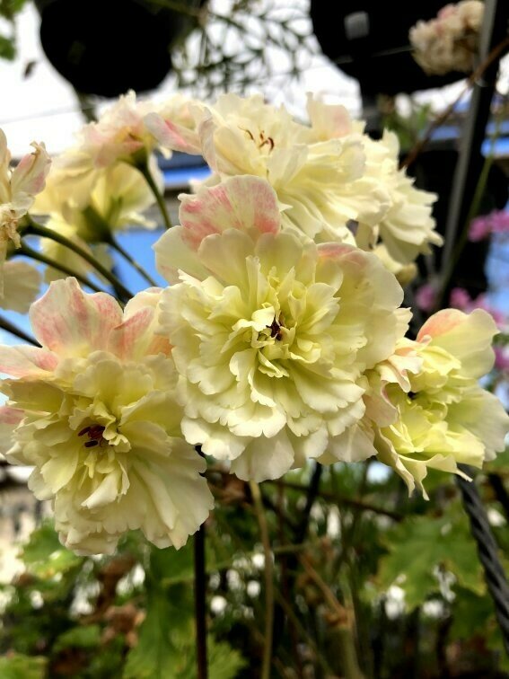 Pelargonium zonartic Rushmoor Orinoco