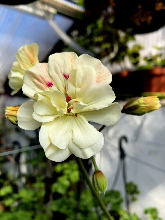 Pelargonium zonartic Rushmoor Severn