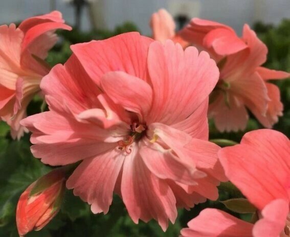 Pelargonium zonartic Rushmoor Wheaton
