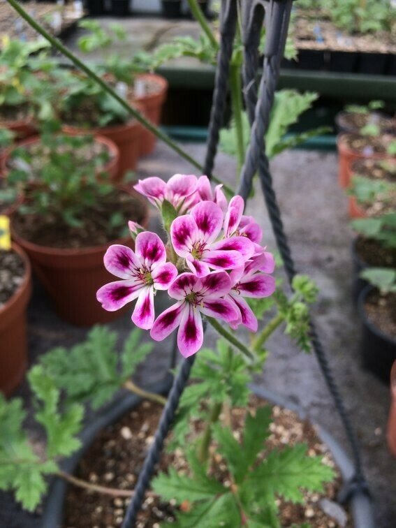 Pelargonium Zürichgarten